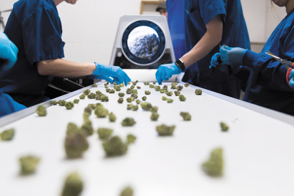 Mobius Conveyors Equipment - Paralab Green distributes Trimming equipment in Europe, Latin America, Middle East, Asia