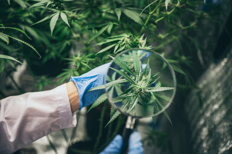 Scientist checking hemp plants in a weed greenhouse. Concept of herbal alternative medicine, cbd oil, pharmaceptical industry