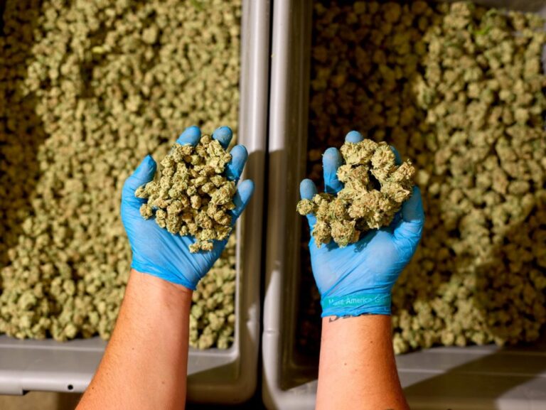 Sorted buds in a sorting process