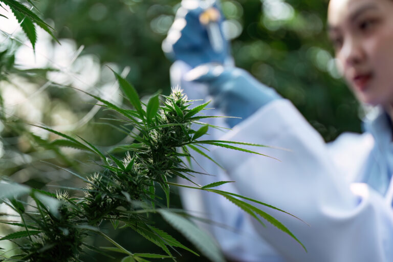 A scientist in a lab coat examines a cannabis plant in a greenhouse, highlighting research in medical and agricultural applications.