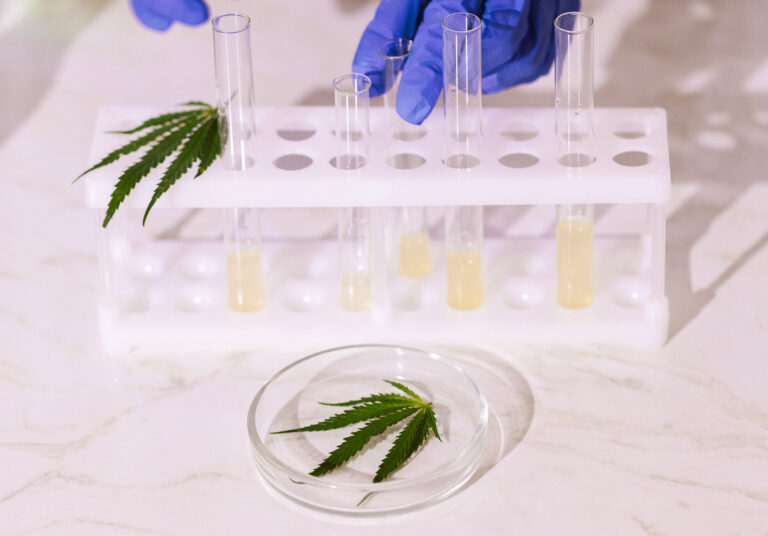 A close-up of a hand in a blue glove holding a laboratory test tube. A round glass medical container with a cannabis leaf on a white table. Laboratory glass instruments