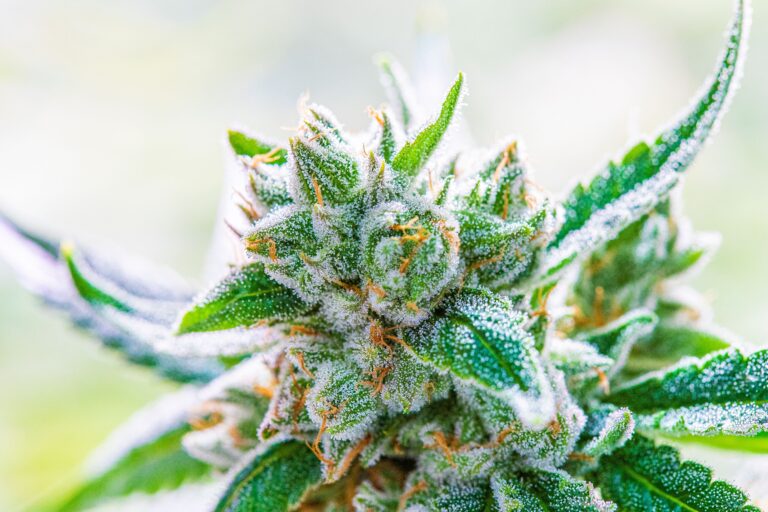 A closeup shot of vibrant and fresh cannabis leaves.