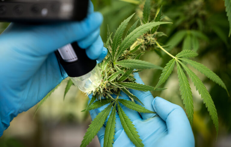 Biotechnology scientist chemist use microscope to analyze CBD in curative cannabis farm before harvesting to produce cannabis products.