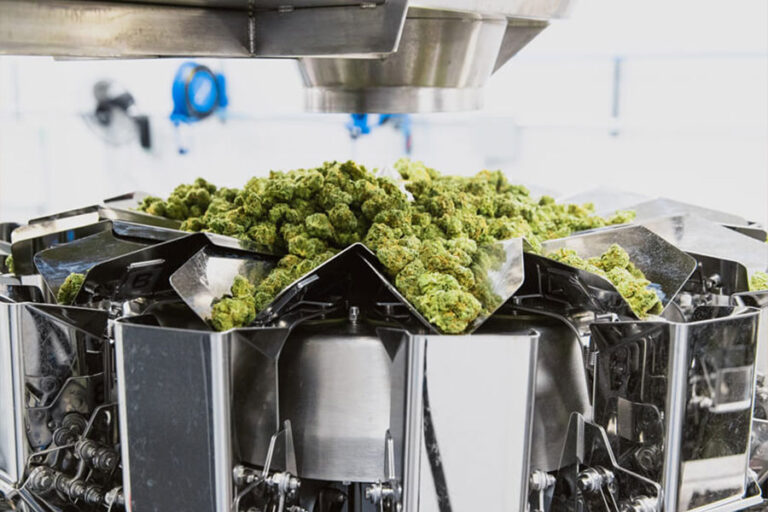 Packaging Equipment with cannabis flowers