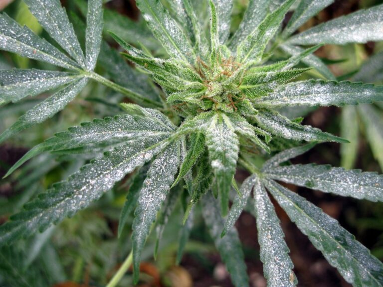 Pathogens control of powdery mildrew on cannabis