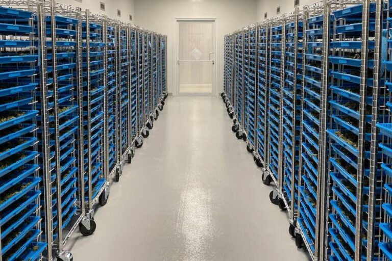 Postharvest Stage Banner - Paralab Green distributes postharvest equipment in Europe, Latin America, Middle East, Asia