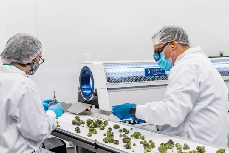 Postharvest Stage Banner - Paralab Green distributes postharvest equipment in Europe, Latin America, Middle East, Asia