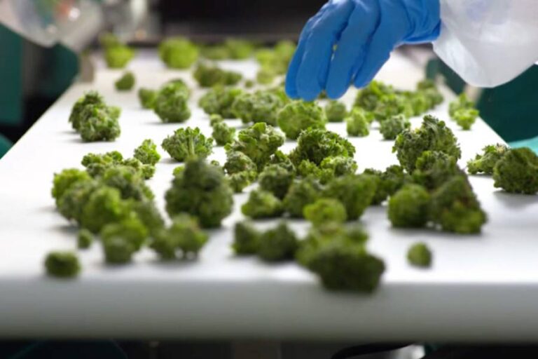 Postharvest Stage Banner - Paralab Green distributes postharvest equipment in Europe, Latin America, Middle East, Asia